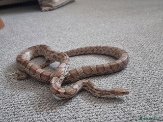 Corn Snake reptiles - Advert 34