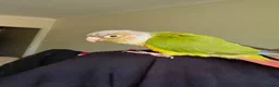 Conures birds for sale: Pineapple Green Cheek Conure in Paisley - Advert 2