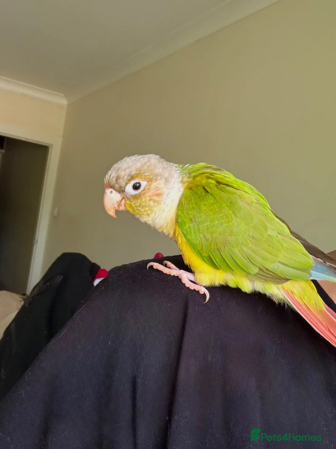 Conures birds for sale: Pineapple Green Cheek Conure in Paisley - Advert 2