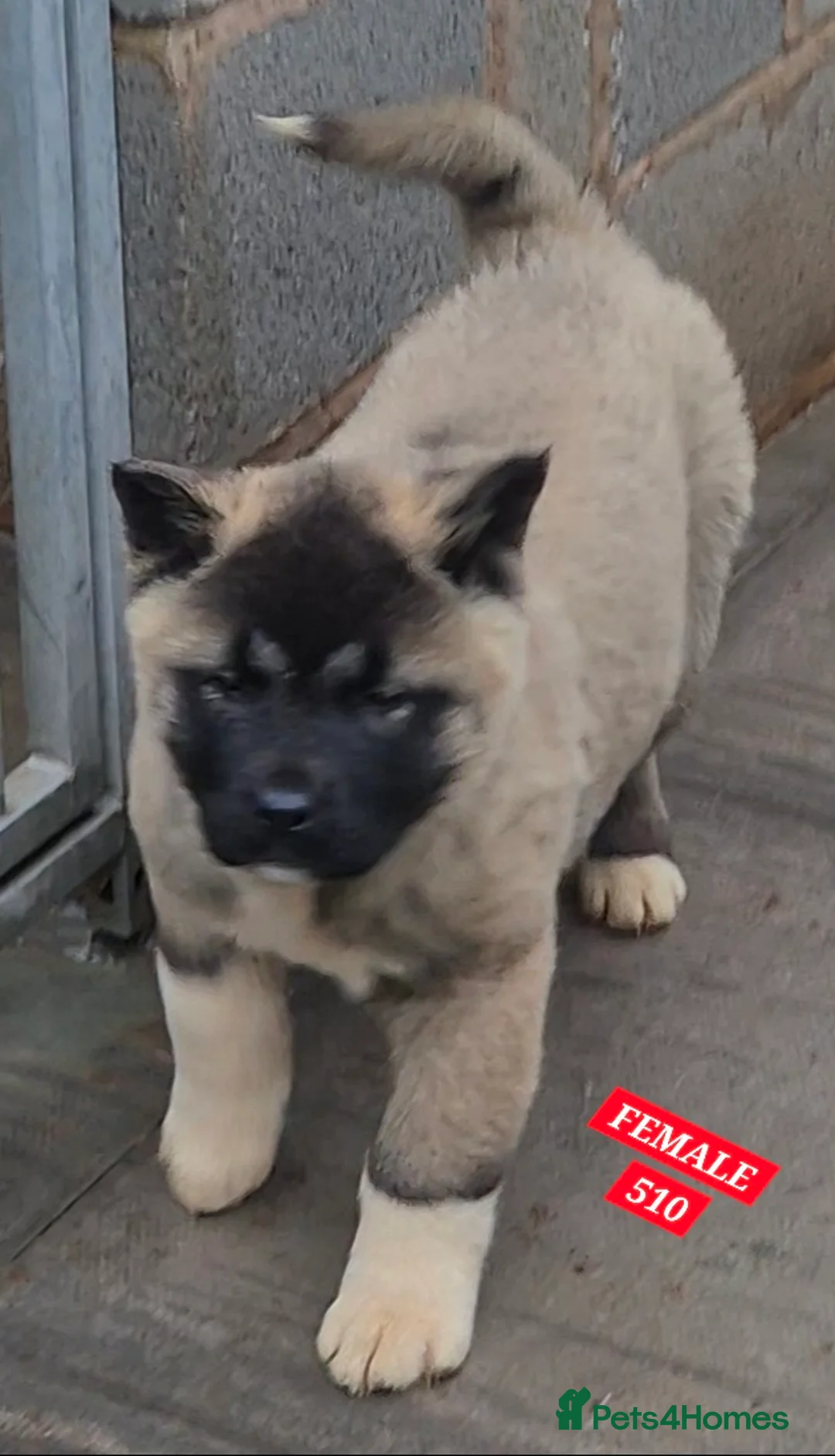 Akita dogs for sale: AMERICAN AKITA FEMALES BLACK MASK BEARS - Advert 15