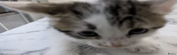Mixed Breed cats for sale: Kittens for sale  in Birmingham - Advert 7