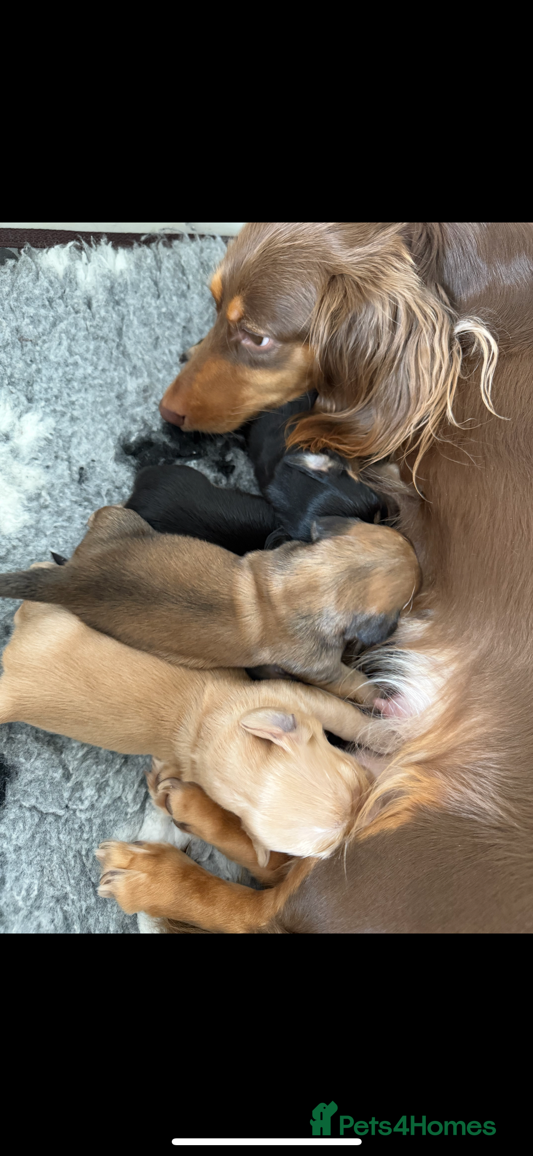 Miniature Dachshund dogs for sale: Long haired miniature dachshunds  - Image 4