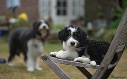 Mixed Breed dogs for sale: Collie mixed breed puppies - Image 8