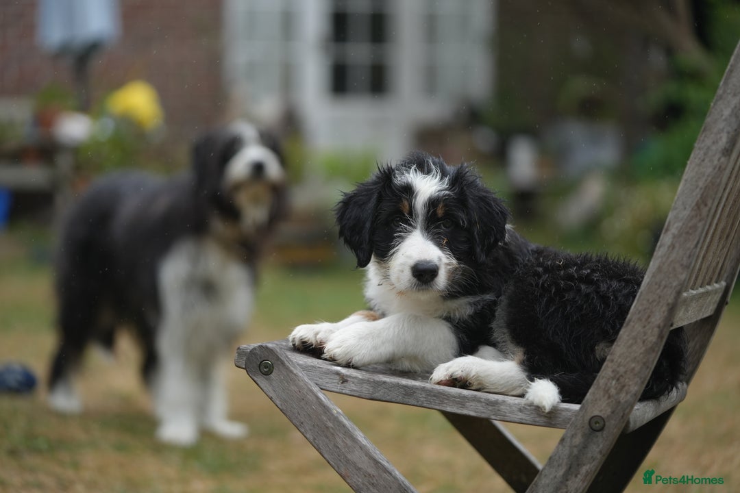 Mixed Breed dogs for sale: Collie mixed breed puppies - Image 8