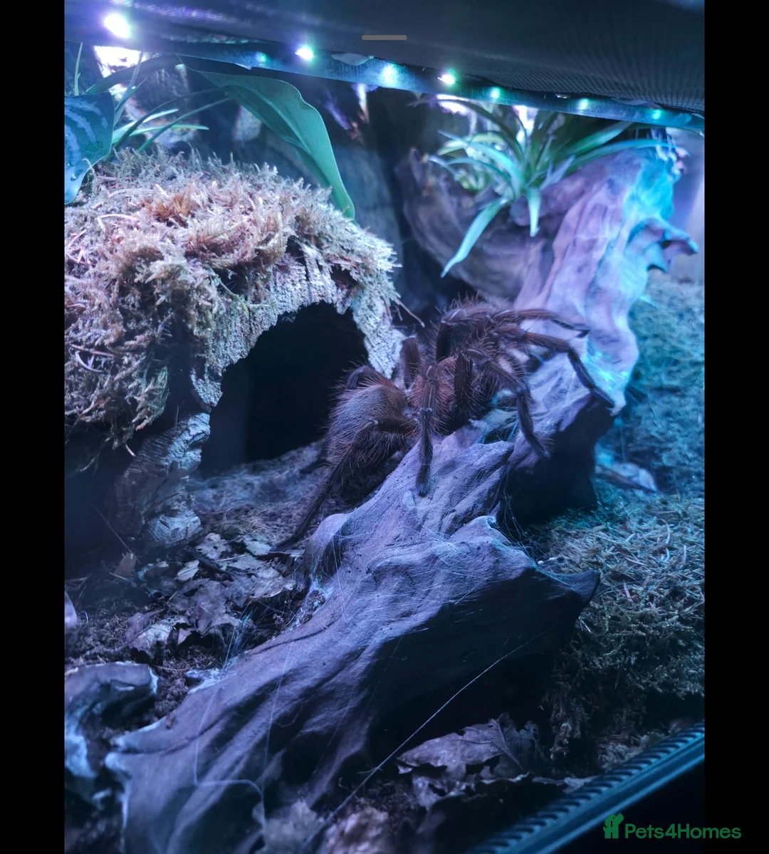 Tarantulas invertebrates for sale: Theraphosa Apophysis Pink Foot Goliath - AF CB19 - Advert 2