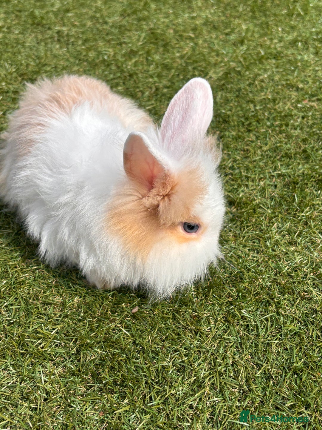 Lionhead rabbits for sale: Lionhead x lowered baby rabbits  - Image 4