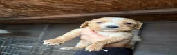 Cockapoo dogs for sale: Cocker spaniel puppies💕 in Llanelli - Advert 25