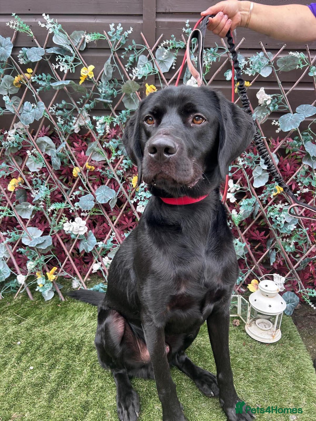 Mixed Breed dogs for adoption: Bentley - Image 3