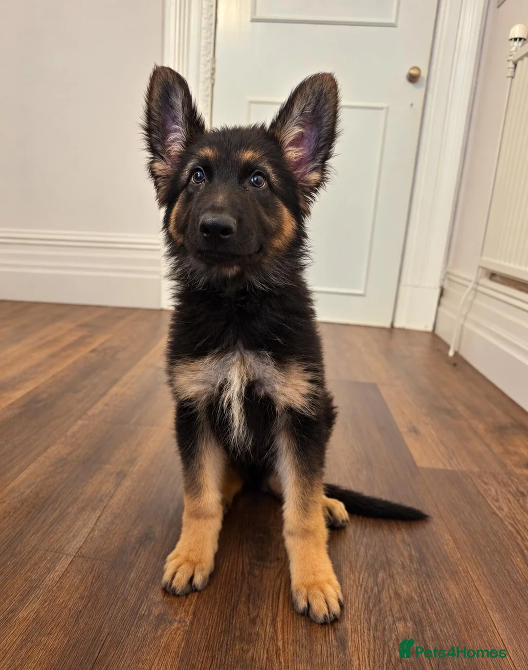 German Shepherd dogs for sale: STUNNING LONG-COATED GERMAN SHEPHERD PUPPY  - Advert 2
