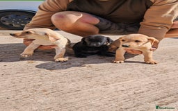 Labrador Retriever dogs for sale: Labradour Dog puppies  - Image 3