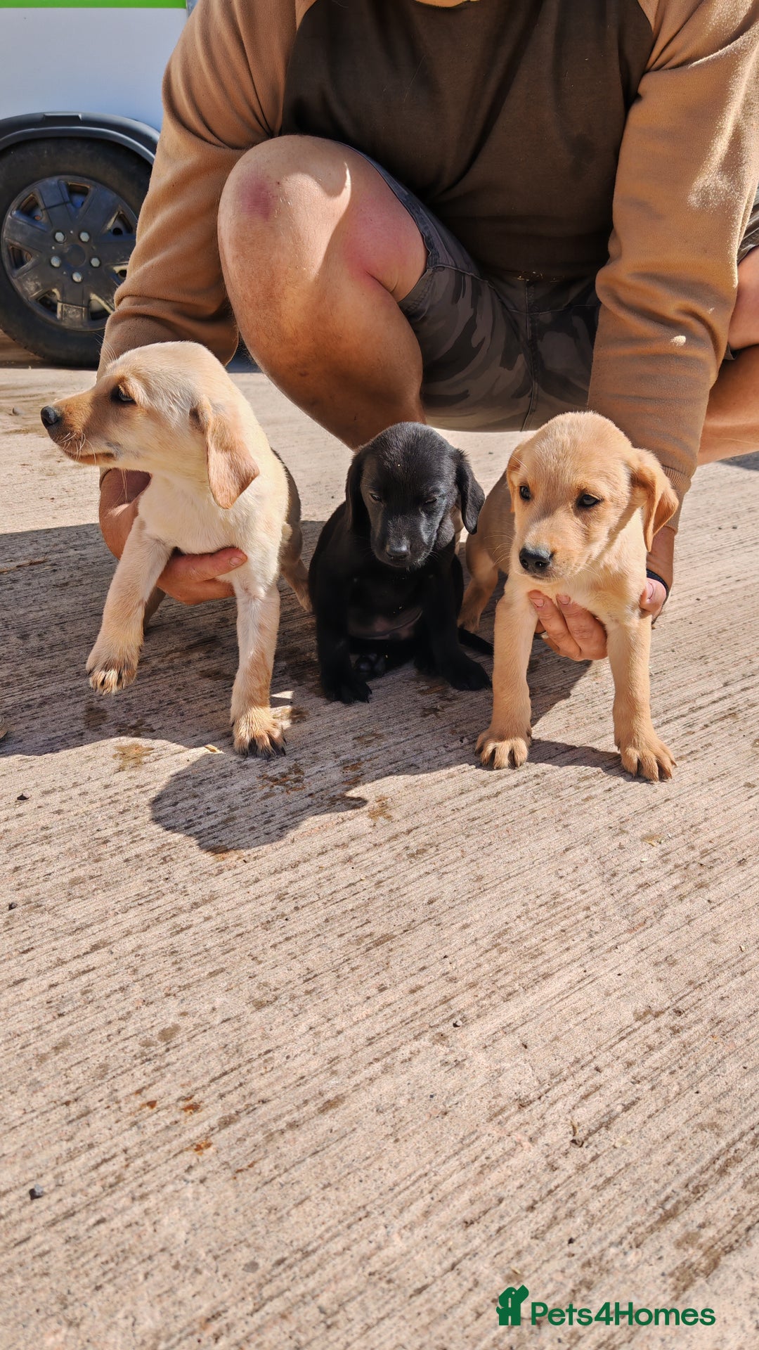 Labrador Retriever dogs for sale: Labradour Dog puppies  - Image 3