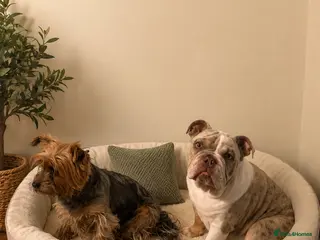 English Bulldog dogs for sale: Best boy that ever was - Advert 2