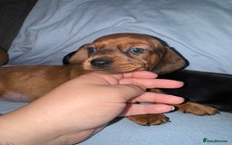 Mixed Breed dogs for sale: Docker - miniature daschund X American cocker  - Image 4