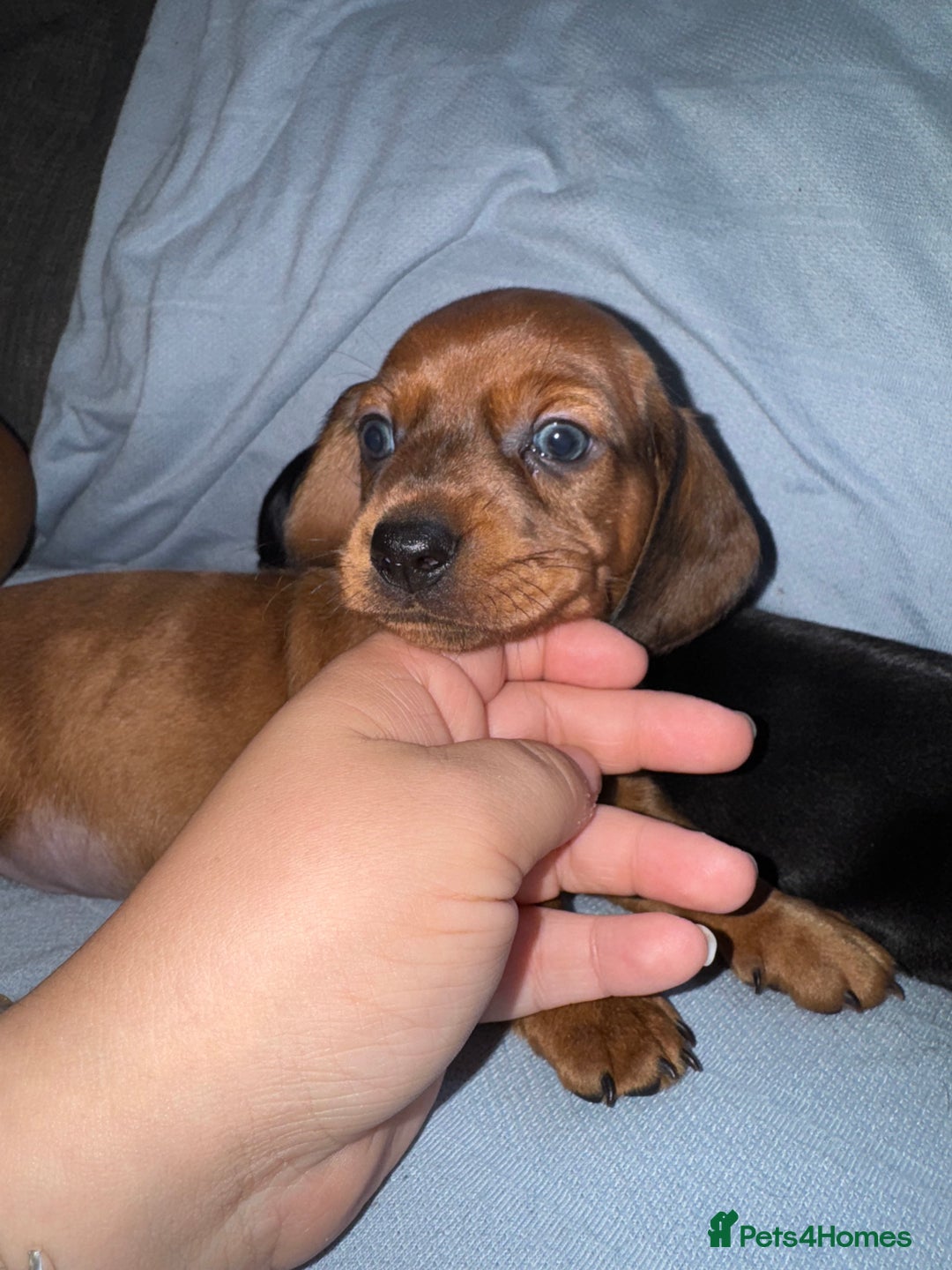 Mixed Breed dogs for sale: Docker - miniature daschund X American cocker  - Image 4