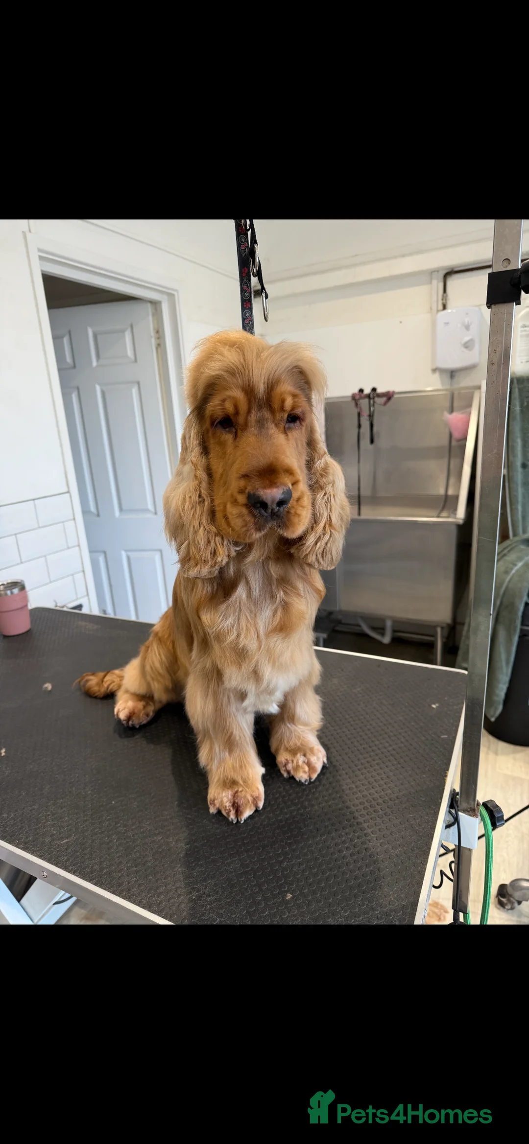 Cocker Spaniel dogs for sale: Stunning litter of KC registered show cockers  - Advert 3
