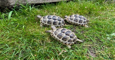 Tortoise reptiles in Bexleyheath - Advert 7
