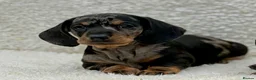 Dachshund dogs for sale: Gorgeous miniature dachshund puppies  - Advert 5