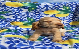 Cocker Spaniel dogs for sale: SHOW COCKERS READY NOW LAST LEMON BOY AND GIRL - Image 13