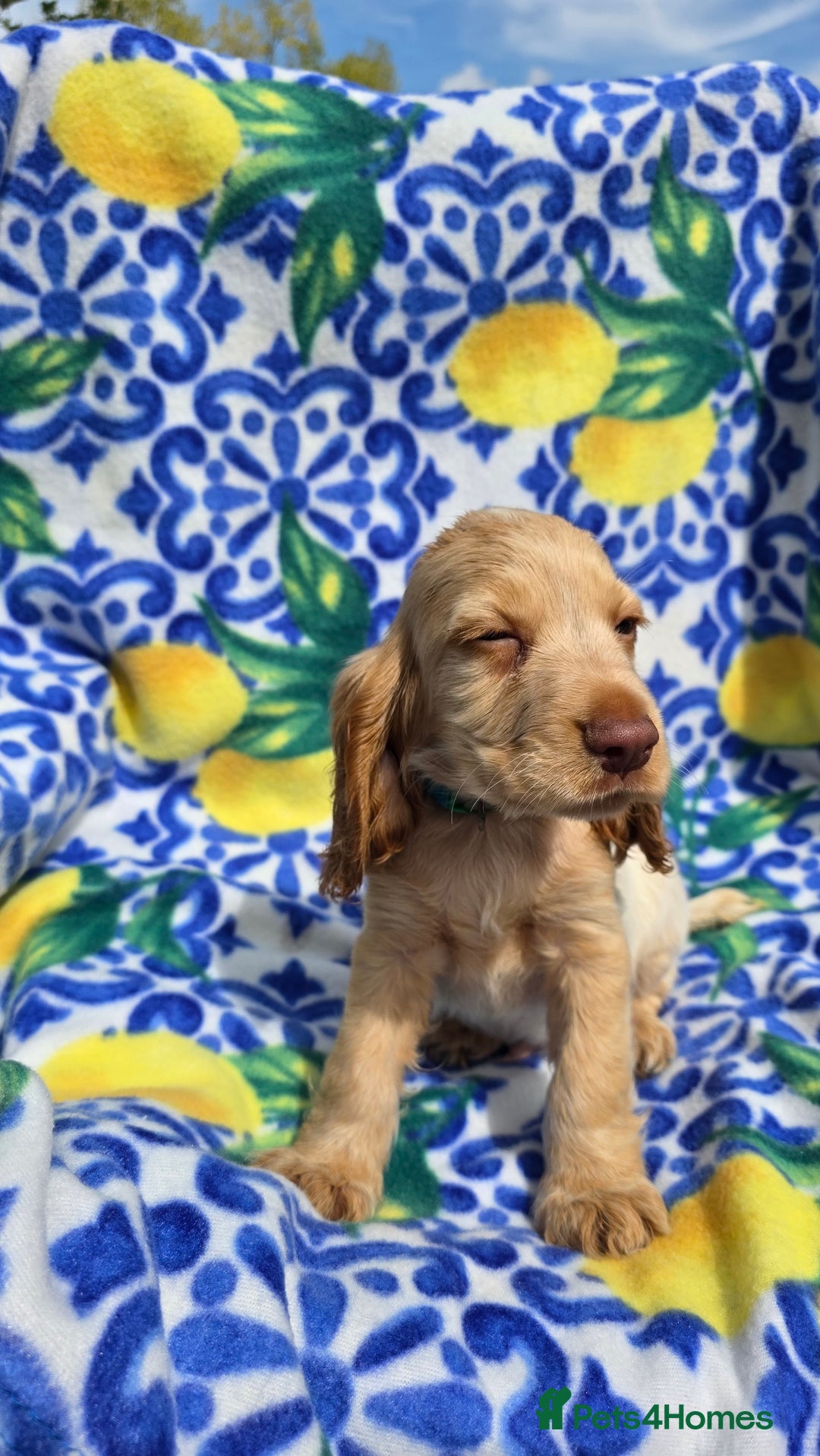 Cocker Spaniel dogs for sale: SHOW COCKERS READY NOW LAST LEMON BOY AND GIRL - Image 13