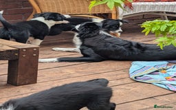 Mixed Breed dogs for sale: Beautiful Border collies/kelpie puppies - Image 10