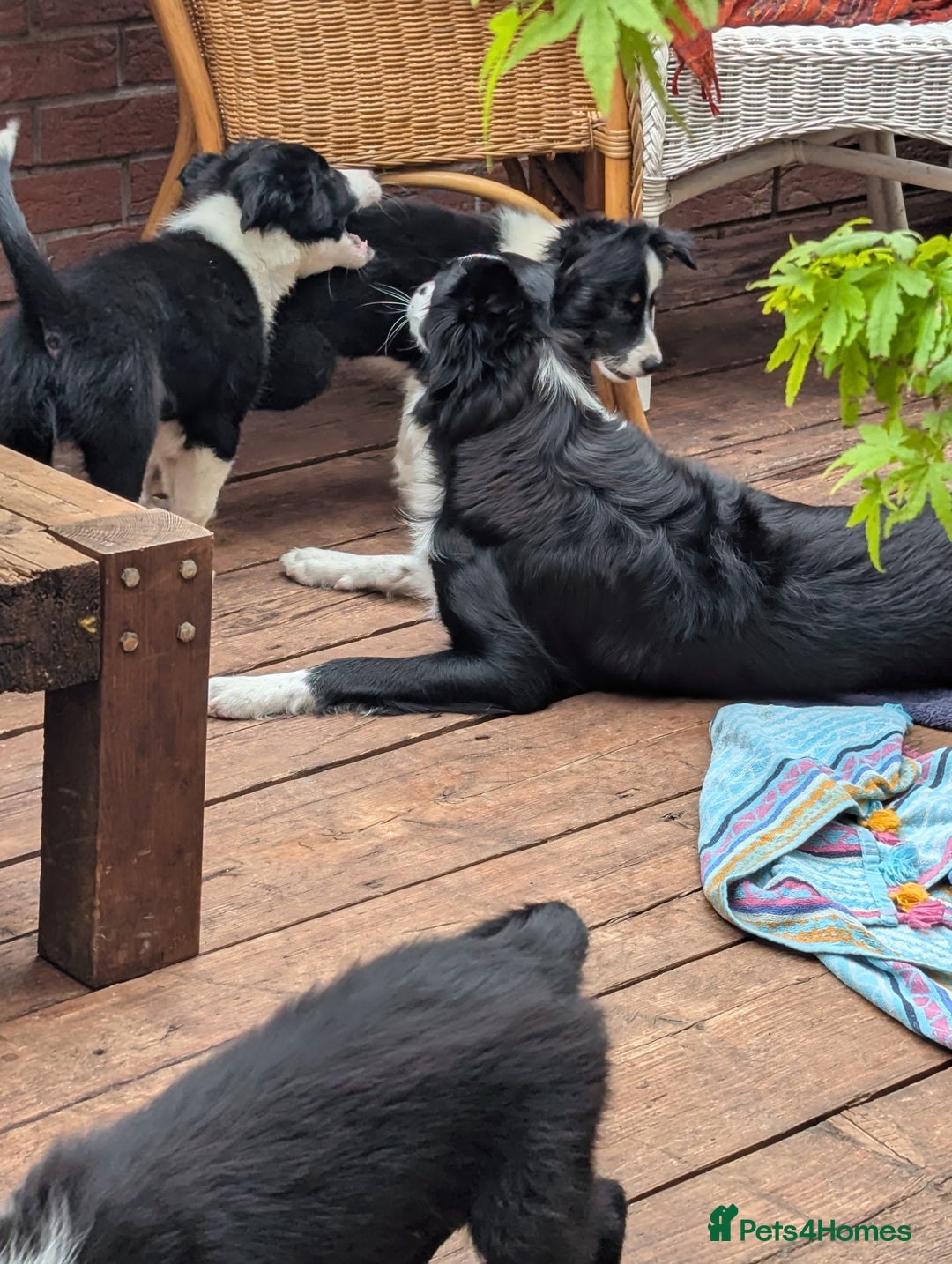 Mixed Breed dogs for sale: Beautiful Border collies/kelpie puppies - Image 10