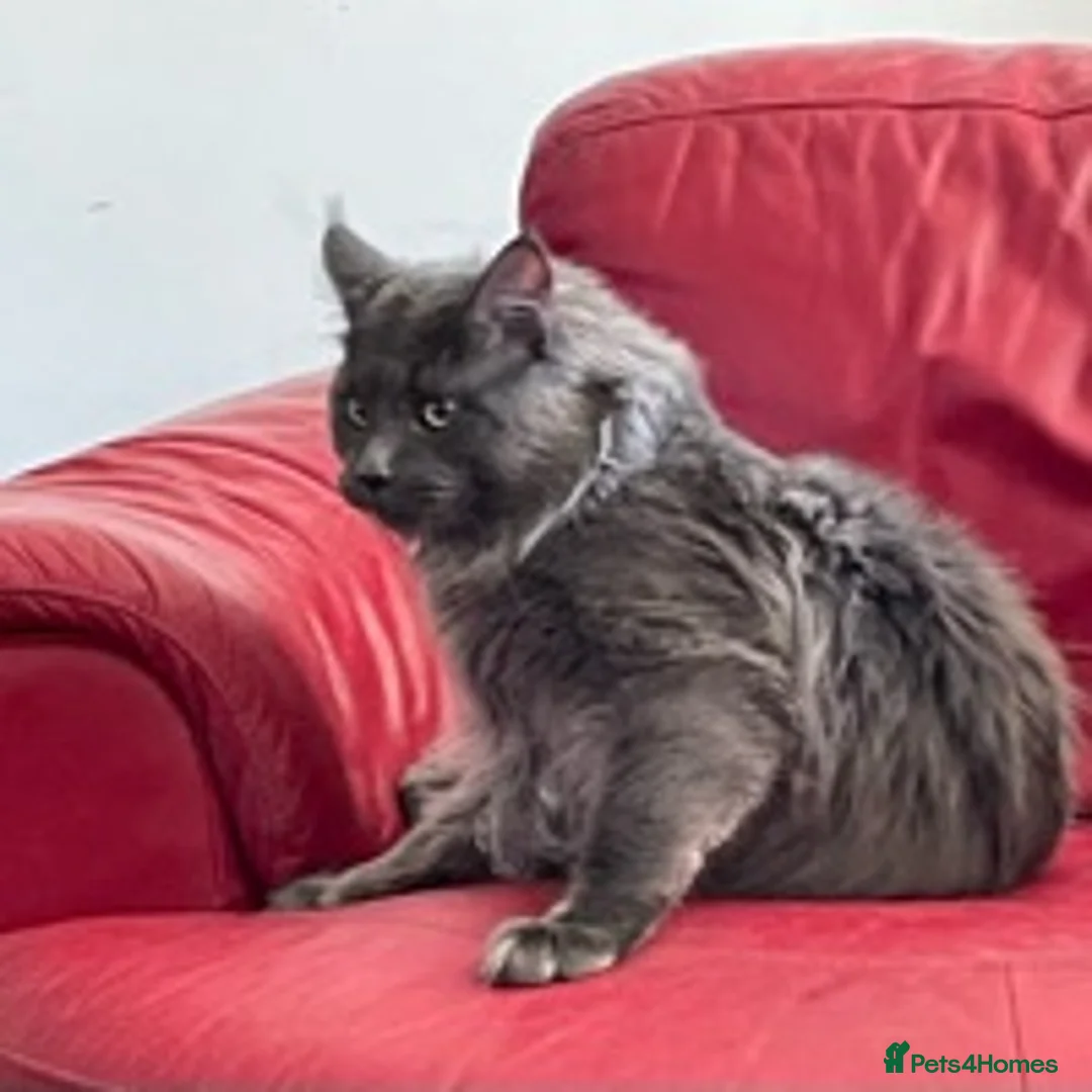 Maine Coon cats for stud: GCCF Russian Line handsome stud Kodiak in Braintree - Advert 4