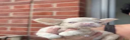 French Bulldog dogs for sale: RARE PINK/FULL FLUFFY FRENCH BULLDOGS in Morden - Advert 11