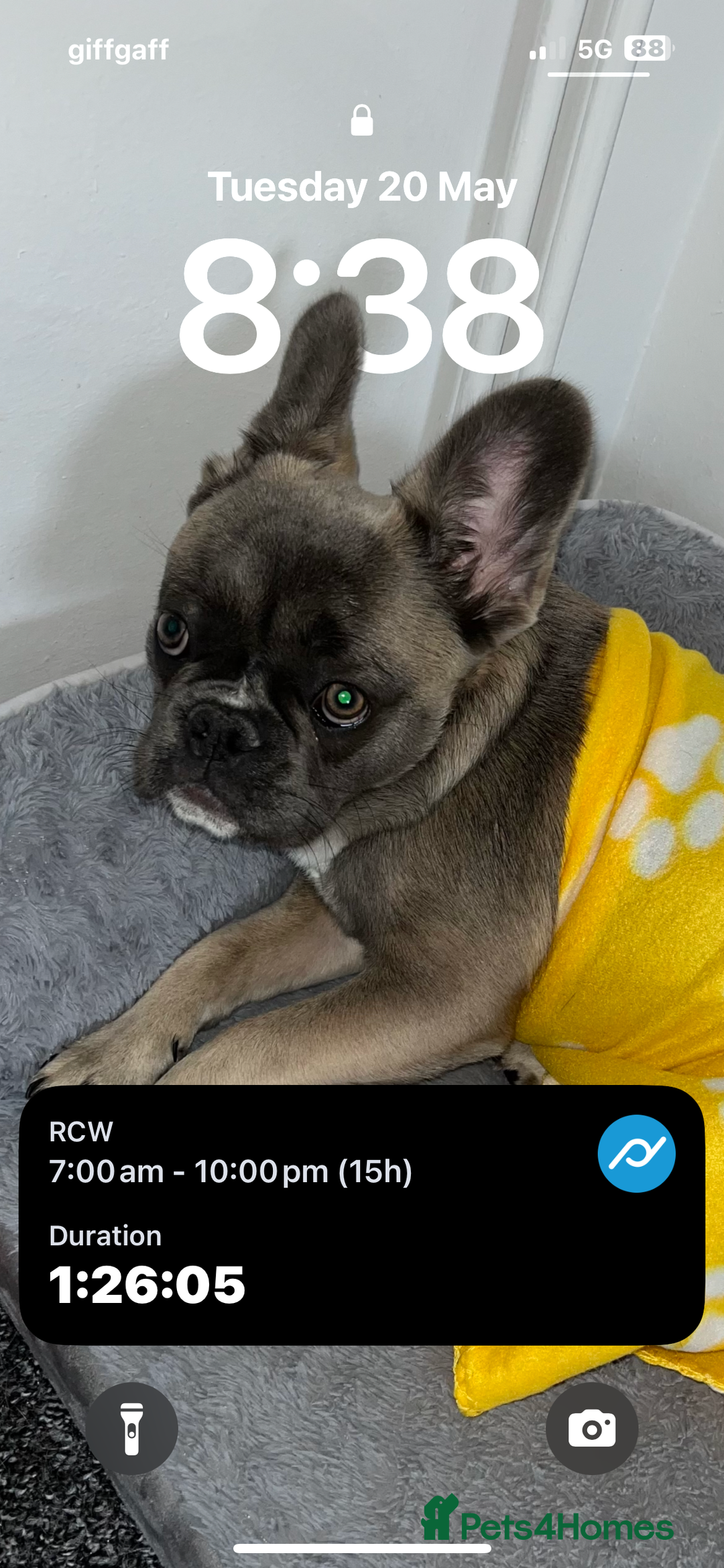 French Bulldog dogs for sale: French bulldog  - Image 7