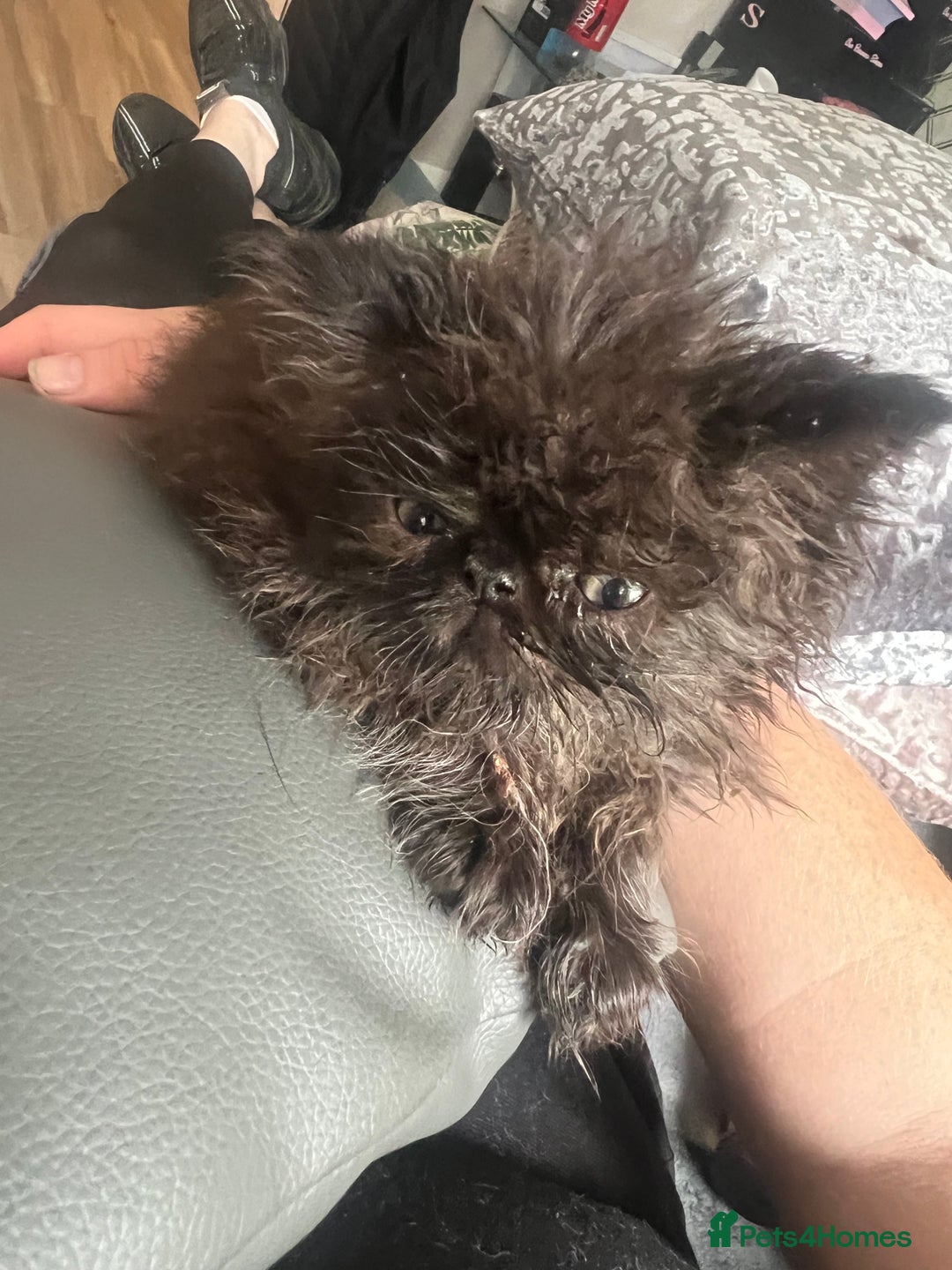 Persian cats for sale: Champion Bloodlines Persian Kittens–GCCF papers  - Image 21