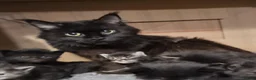 Maine Coon cats for sale: Pedigree Maine Coon Kittens for sale  - Advert 7