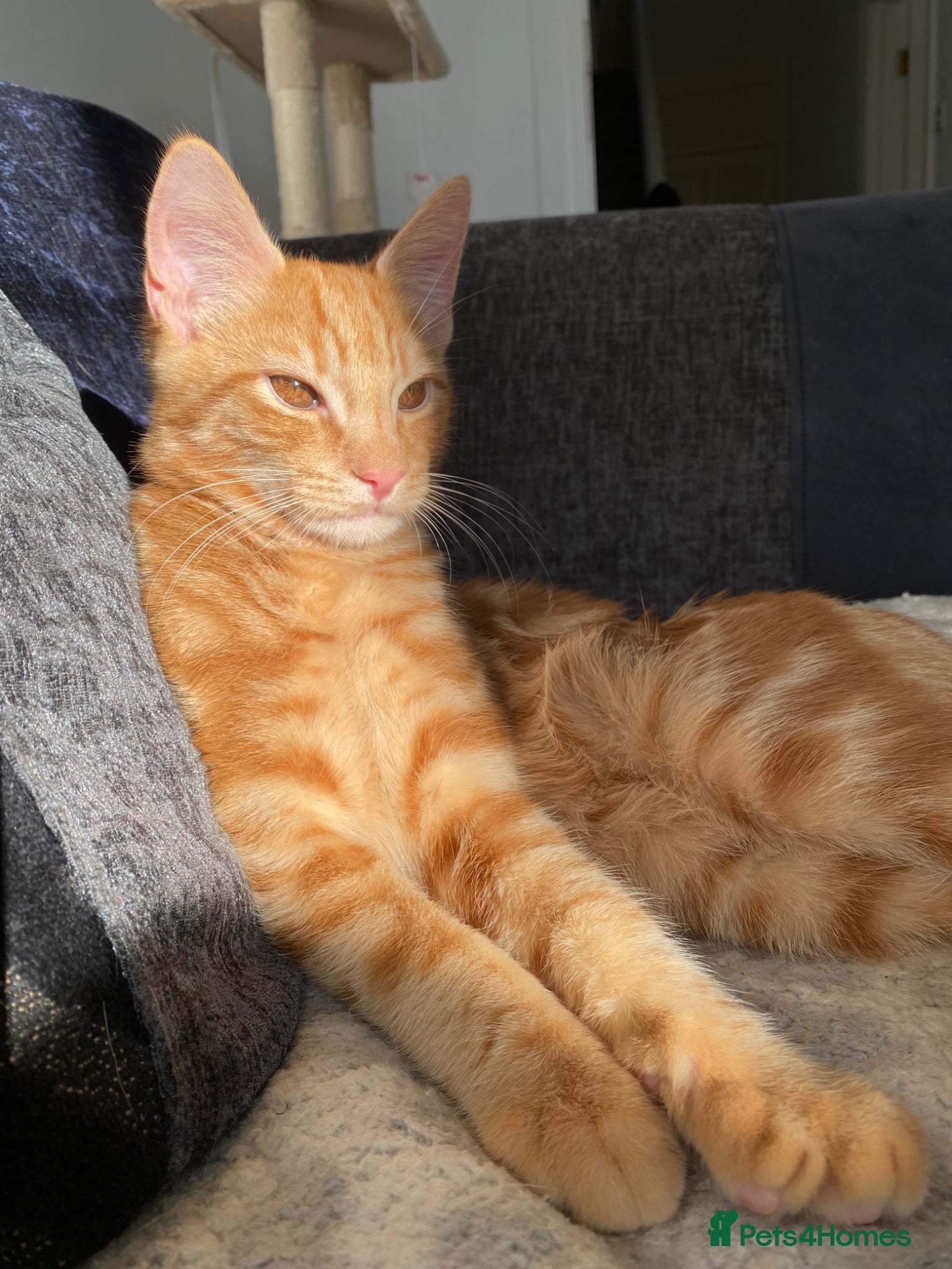 Domestic Shorthair cats Lovely ginger boy  - Advert 1