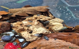 Mixed Breed invertebrates for sale: various isopod species - Image 4