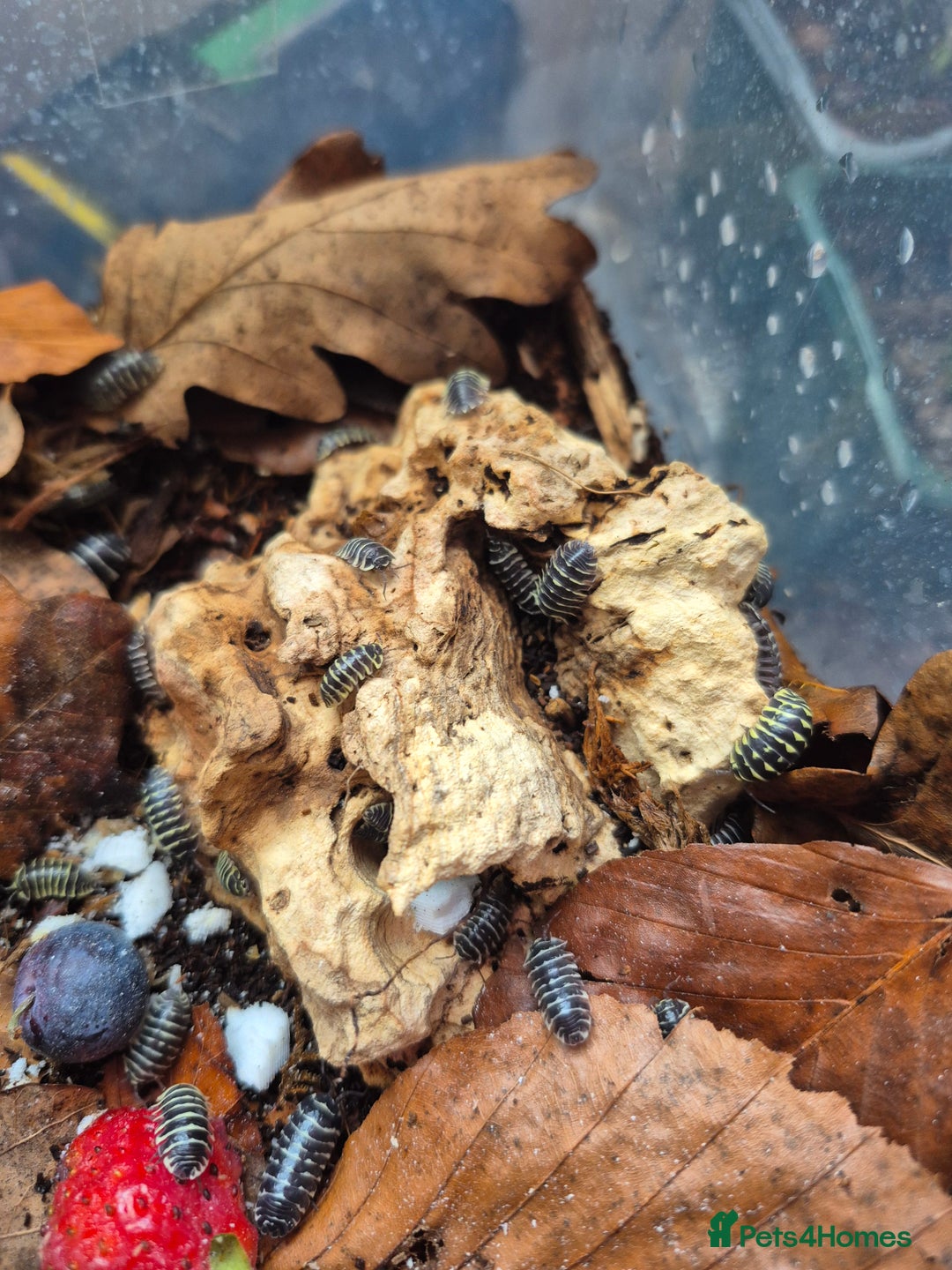 Mixed Breed invertebrates for sale: various isopod species - Image 4