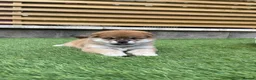 Japanese Shiba Inu dogs for sale: KC registered Japanese Shiba Inu puppies - Advert 37