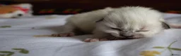 Ragdoll cats for sale: Pedigree dna tested ragdoll kittens - Advert 13