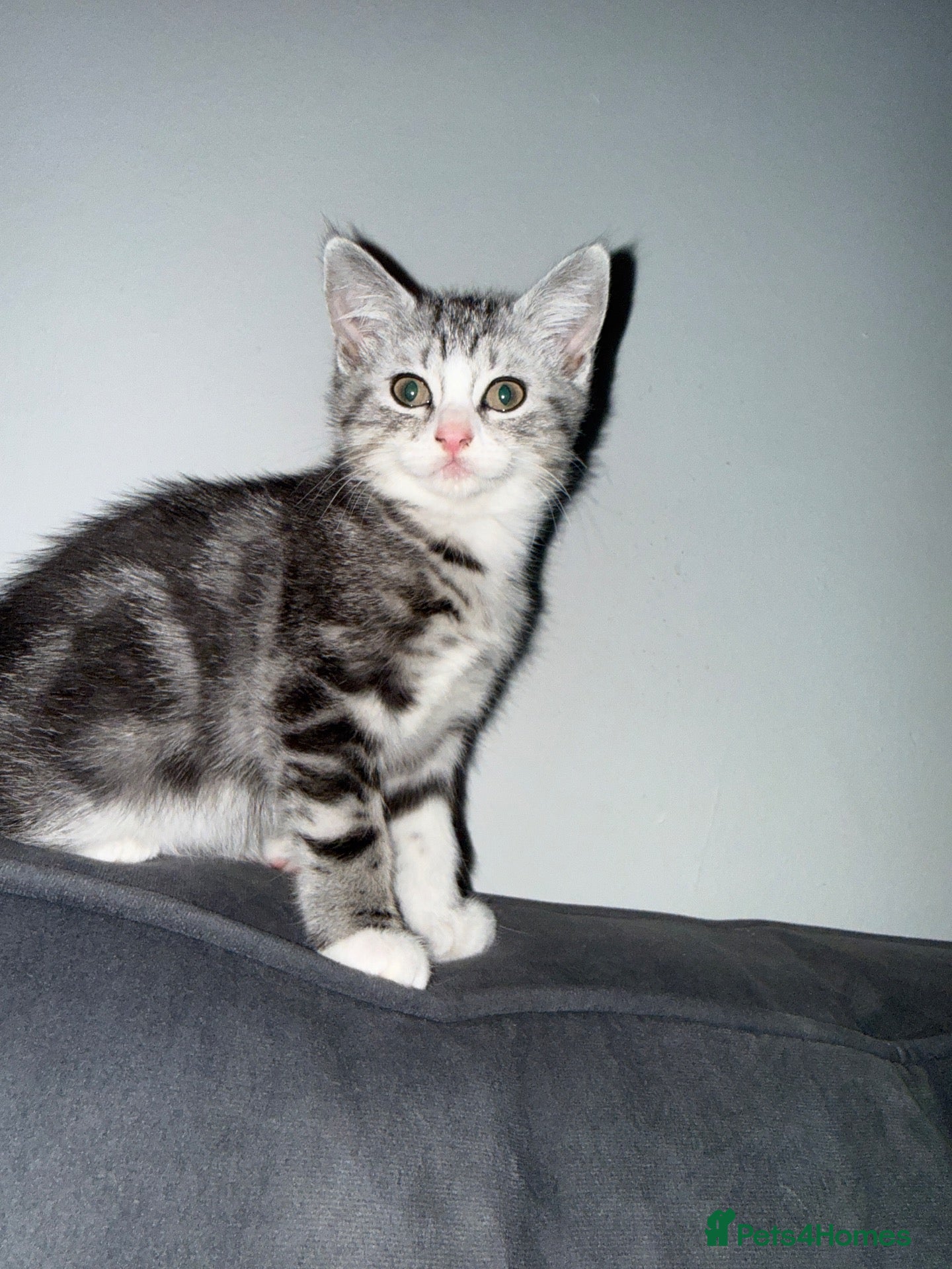 Persian cats Persian silver kittens 🩷 1 left ready to go! - Advert 2