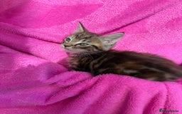 Maine Coon cats for sale: Beautiful Maine Coon Cross Kittens  - Image 17