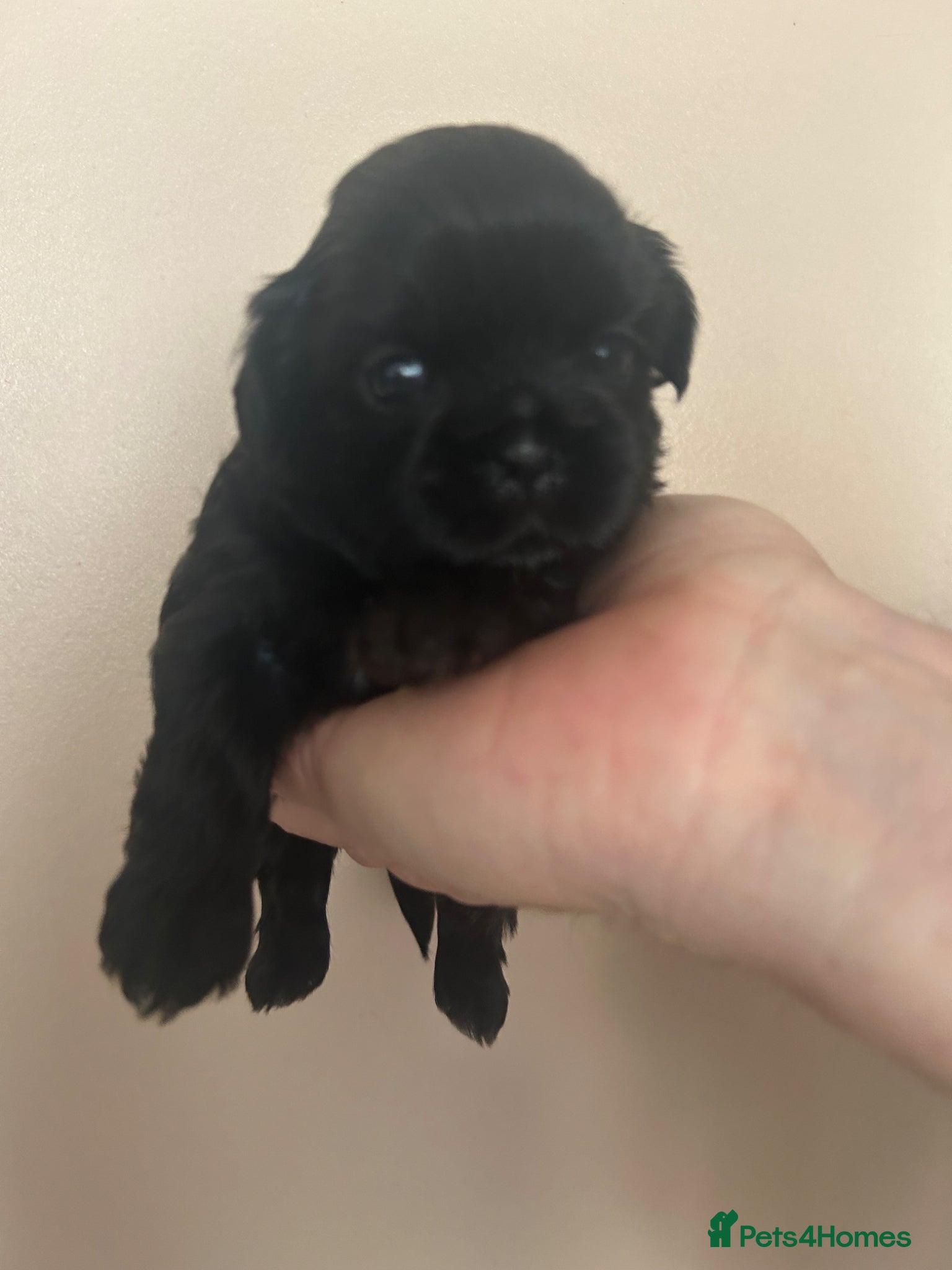 Shih Tzu dogs for sale: Full pedigree imperial Shih ztu - Advert 5