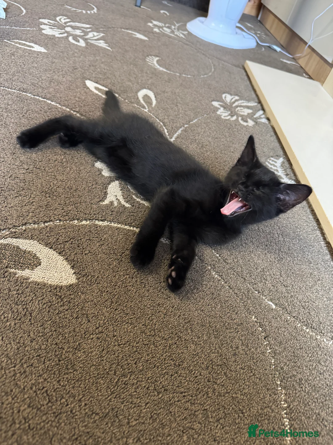 British Shorthair cats for sale: ONE BLACK MALE KITTEN FOR SALE - Advert 5