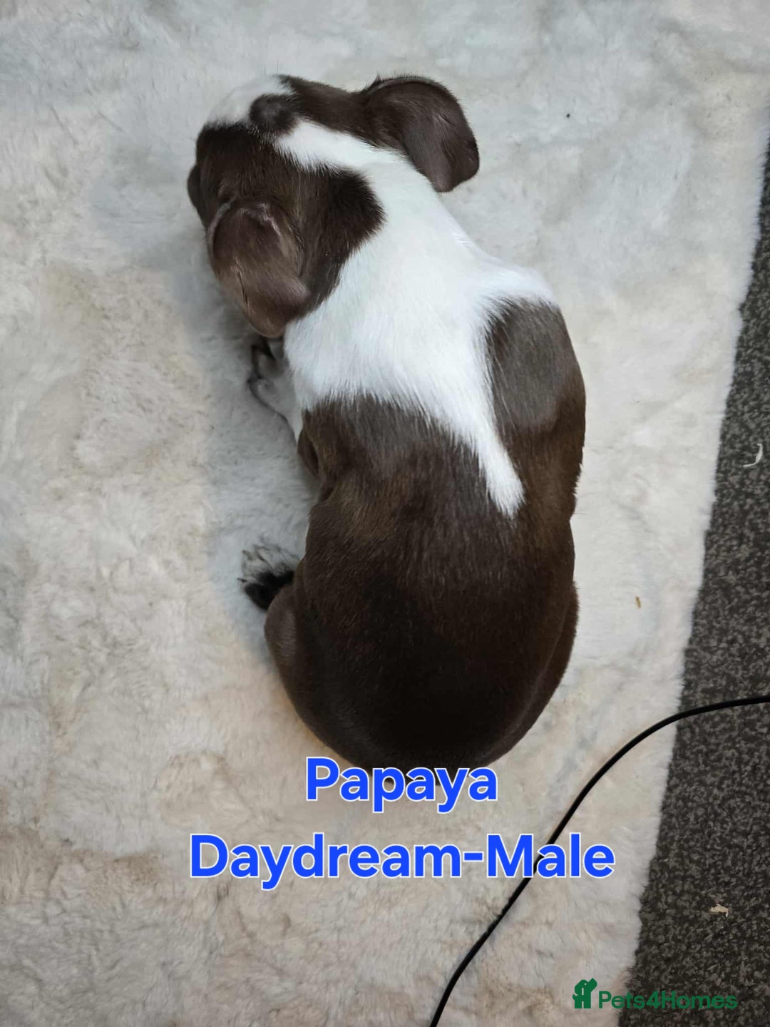 Boston Terrier dogs for sale: Beautiful Family Bostons  - Advert 4