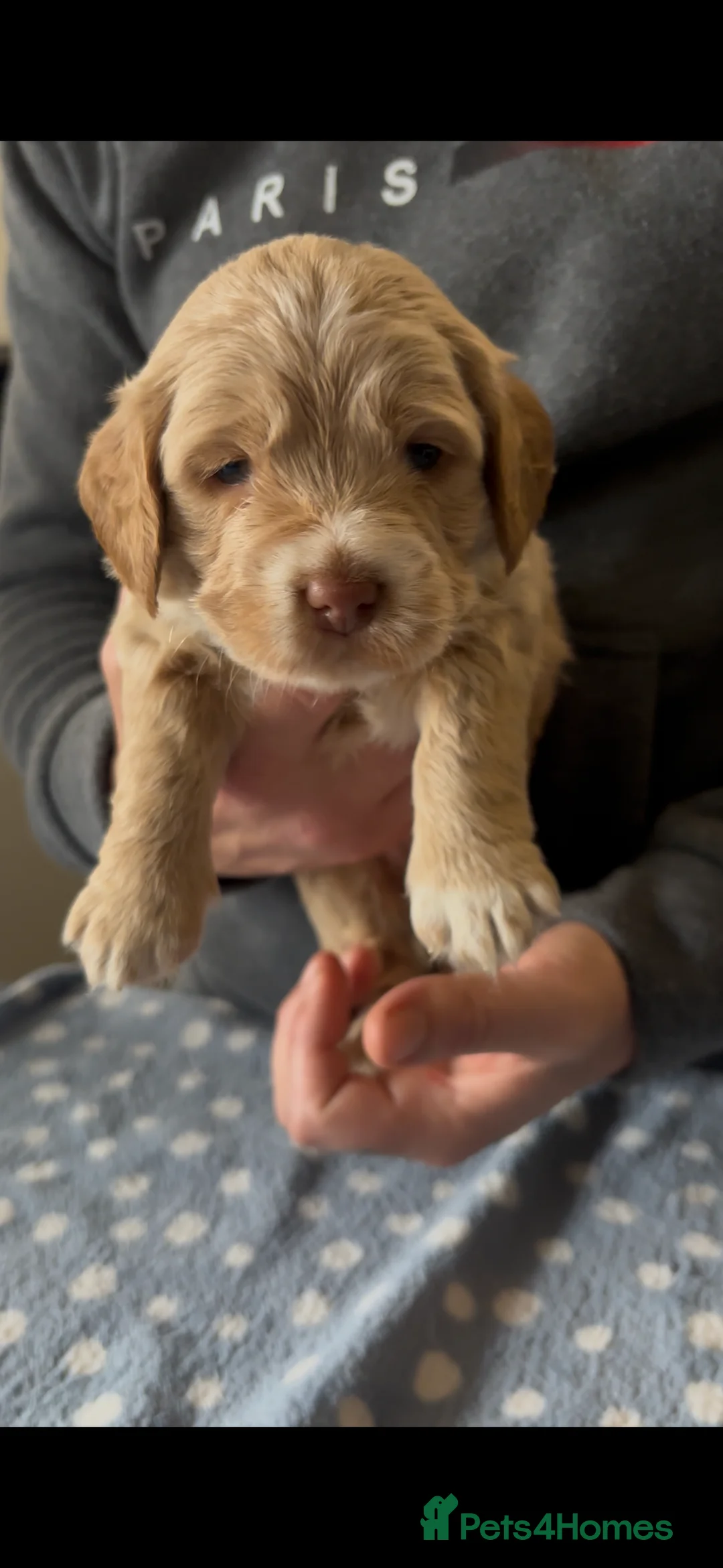 Cockapoo dogs for sale: 8 beautiful puppies - Advert 5