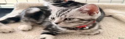 British Shorthair cats for sale: Outstanding GCCF Champion BSH Silver Tabby Kittens - Advert 34