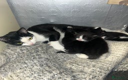Bombay cats for sale: 4 Kittens for sale  - Image 1