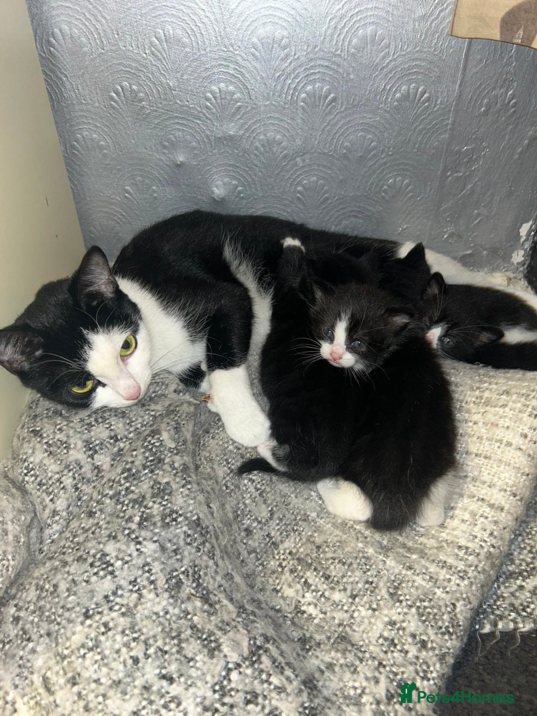 Bombay cats for sale: 4 Kittens for sale  - Image 1