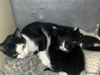 Bombay cats - Advert 15