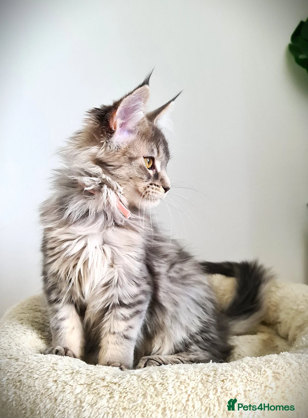 Maine Coon cats for sale: STUNNING 4️⃣ PEDIGREE MAINE COON KITTENS READY ❗❗❗ - Advert 17