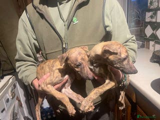 Lurcher dogs Deerhound Greyhound Collie Pups - Advert 22
