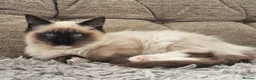 Ragdoll cats for sale: Purebred ragdoll  - Advert 4