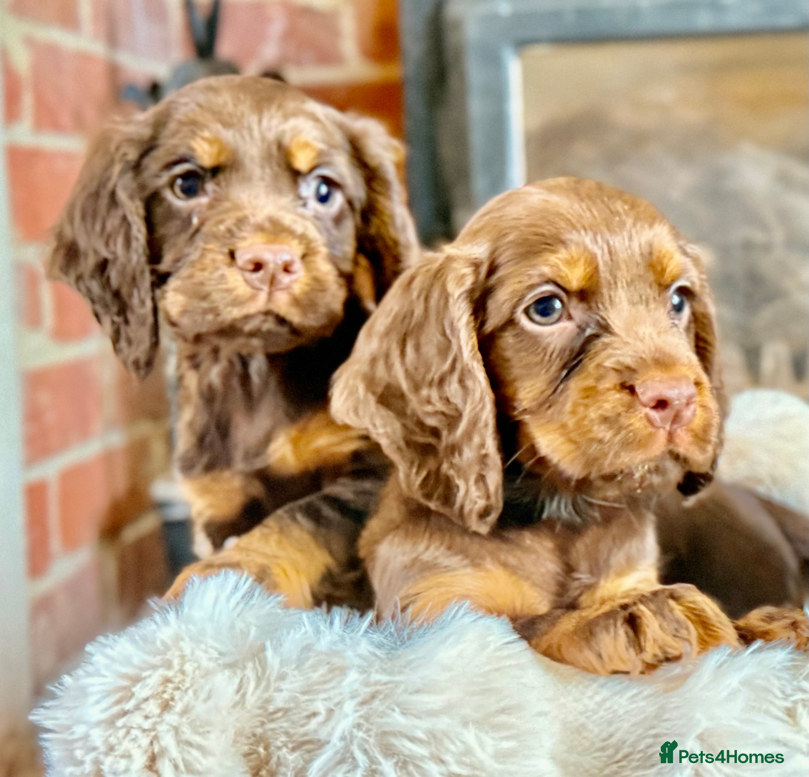 Cocker Spaniel dogs READY TO LEAVE true quality working cocker pups - Advert 7