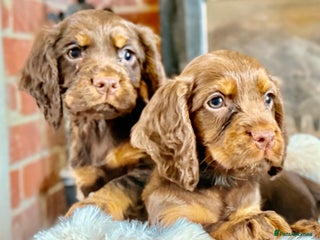 Cocker Spaniel dogs READY TO LEAVE true quality working cocker pups - Advert 5